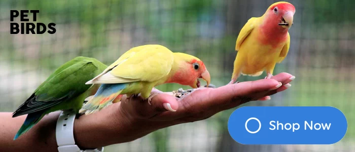 Pet Birds
